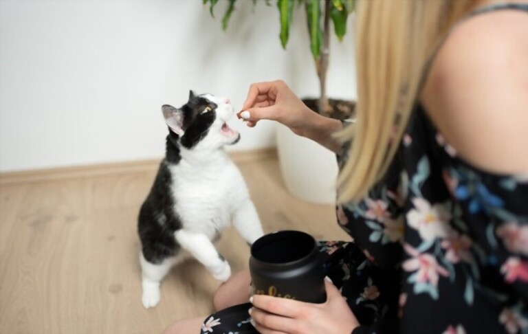 Gifts That Will Make Your Cat-Obsessed Friend Purr With Joy