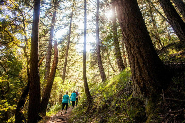 Women hiking in sunny forest